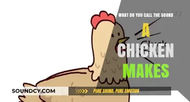 Cluck, Cluck: Unraveling the Mystery of Chicken Noises