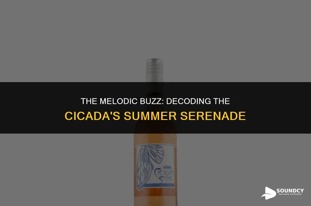what do you call the sound a cicada makes