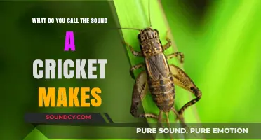 The Chirping Chronicles: Decoding Cricket Sounds