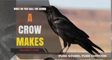 Exploring the Unique Vocalizations of Crows: A Sonic Journey