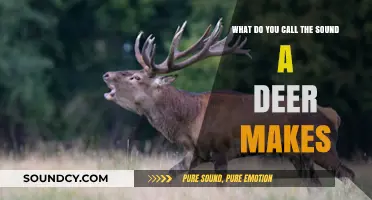 Exploring the Unique Vocalizations of Deer: A Comprehensive Guide