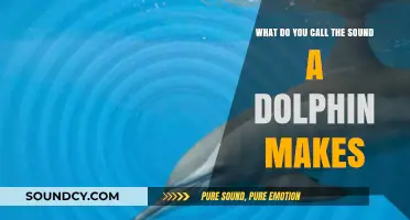 Echoes of the Sea: Unraveling the Mysteries of Dolphin Communication