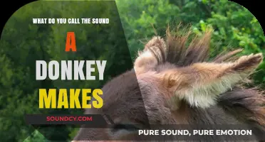 Exploring the Unique Vocalizations of Donkeys: A Comprehensive Guide