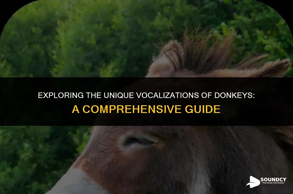 what do you call the sound a donkey makes