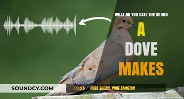 The Gentle Cooing: Understanding the Melodic Language of Doves