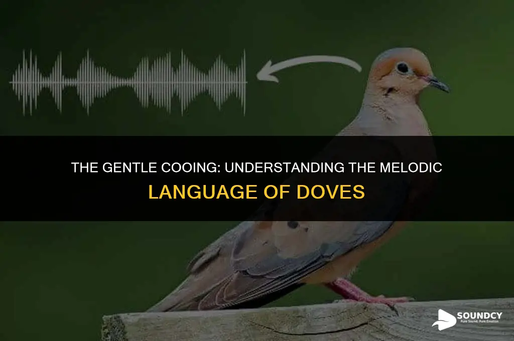 what do you call the sound a dove makes