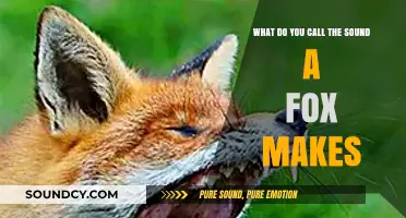 Decoding the Elusive Call of the Cunning Fox
