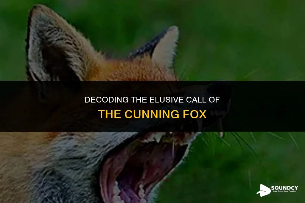 what do you call the sound a fox makes