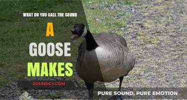 Honking Melodies: Unraveling the Mystery of Goose Calls