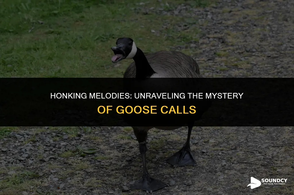 what do you call the sound a goose makes