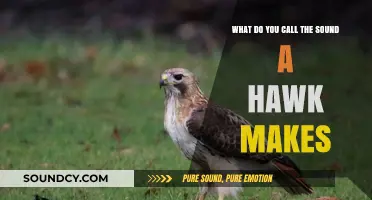 Echoes of the Sky: Unraveling the Mysteries of Hawk Calls