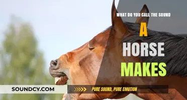 Neigh-ing to Know: The Vocalizations of Horses Explained