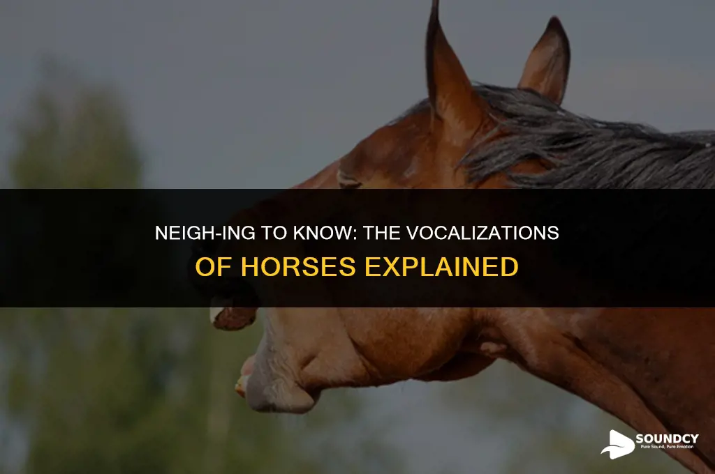 what do you call the sound a horse makes
