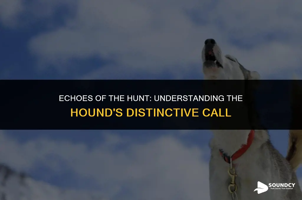 what do you call the sound a hound makes