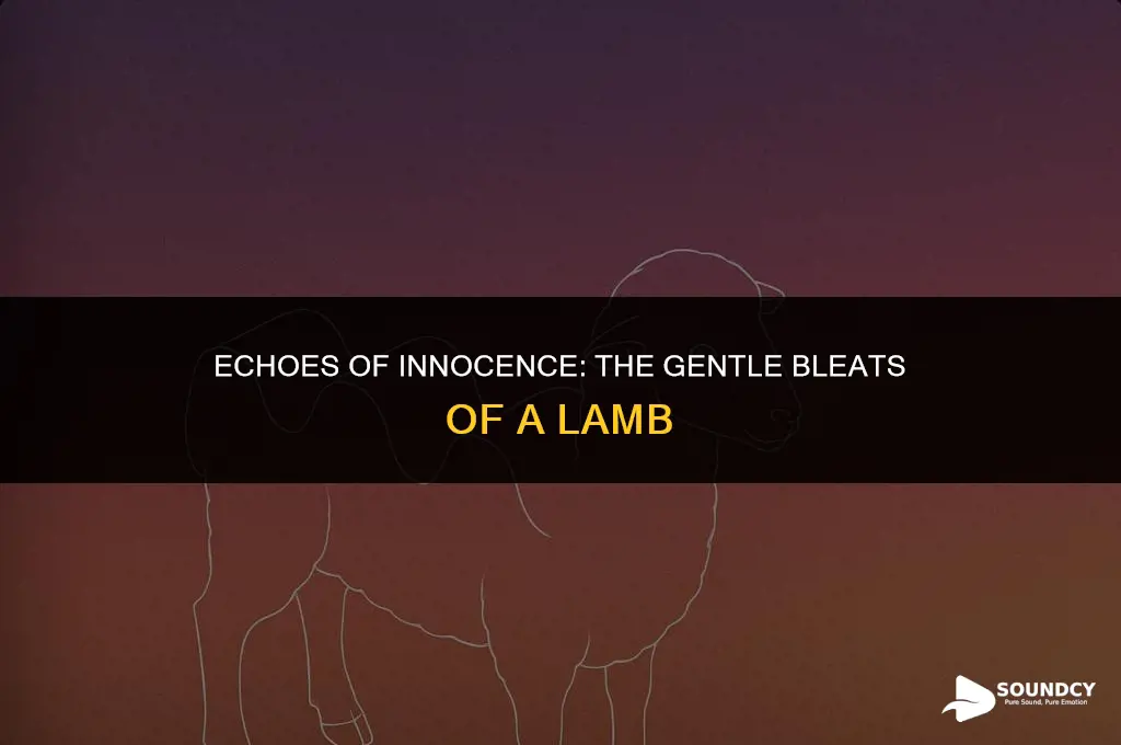 what do you call the sound a lamb makes