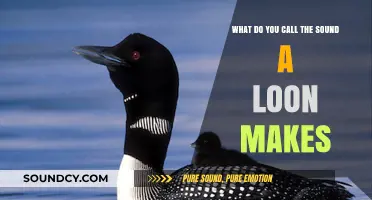 Echoes of the Wild: Unraveling the Mystique of Loon Calls