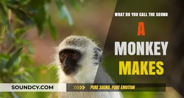 Exploring Primate Vocalizations: The Unique Sounds Monkeys Make