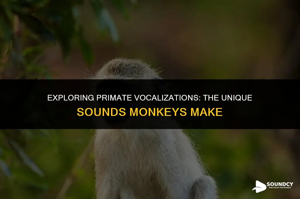 what do you call the sound a monkey makes