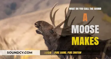 Exploring the Unique Vocalizations of Moose: A Comprehensive Guide