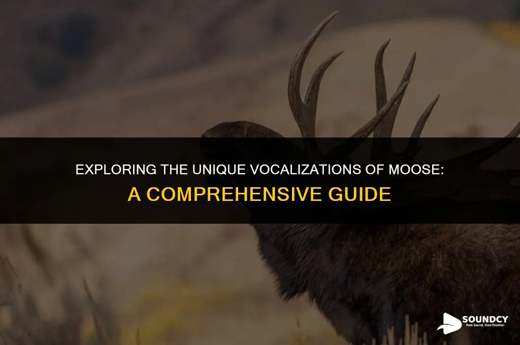 what do you call the sound a moose makes
