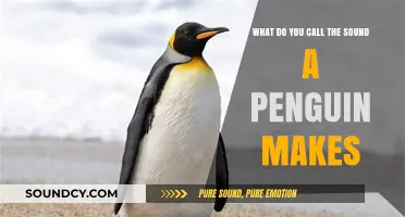 Exploring the Unique Vocalizations of Penguins: A Sonic Journey