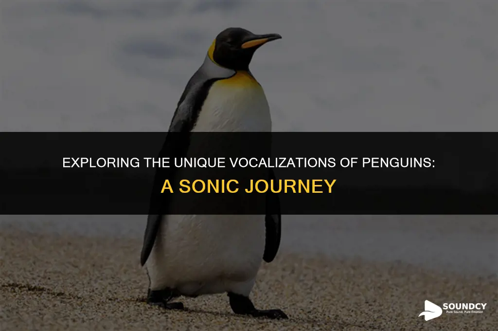 what do you call the sound a penguin makes