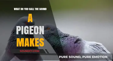 The Gentle Cooing: Understanding Pigeon Sounds