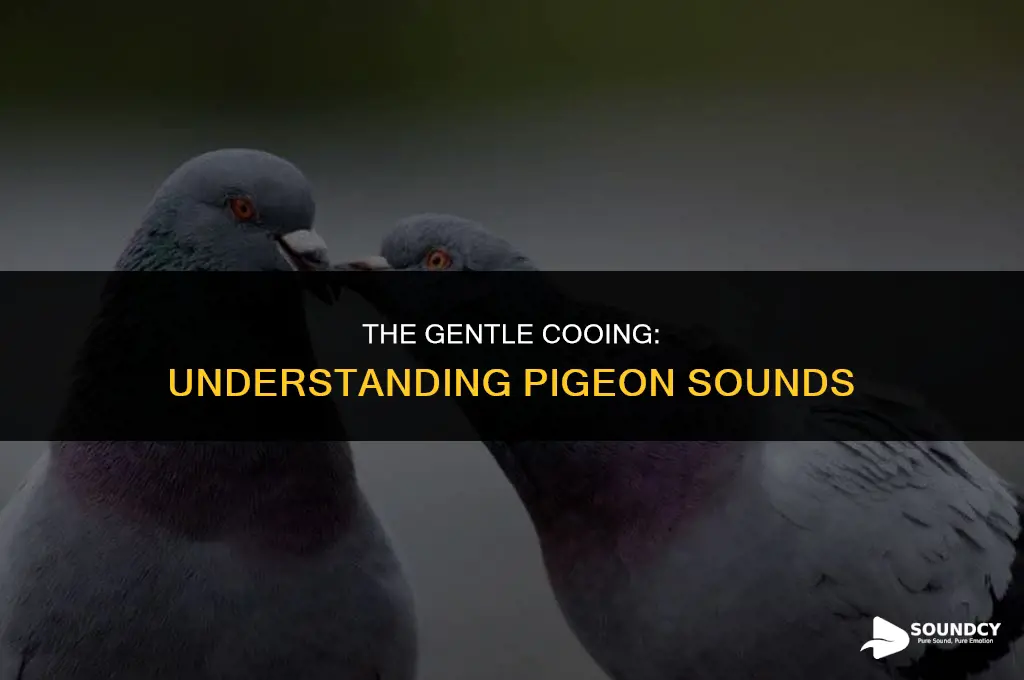what do you call the sound a pigeon makes