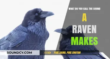 Echoes of Mystery: Unraveling the Sonic Secrets of Ravens