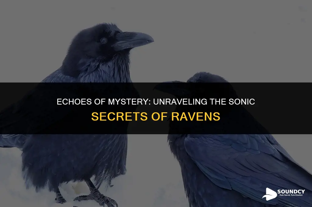 what do you call the sound a raven makes