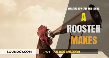 The Crow of Dawn: What Do You Call a Rooster's Sound?