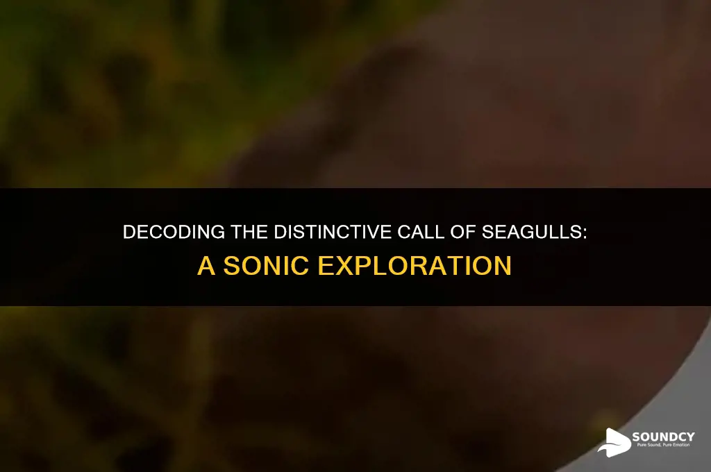what do you call the sound a seagull makes