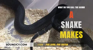 Decoding the Mystique: What's the Sound a Snake Makes?