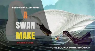 The Graceful Symphony: Unveiling the Unique Calls of Swans
