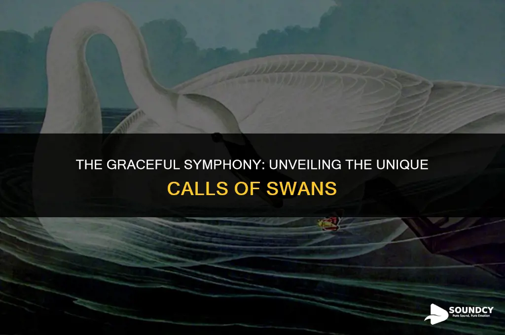 what do you call the sound a swan make