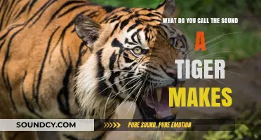 Exploring the Majestic Roar: What Do You Call the Sound a Tiger Makes?