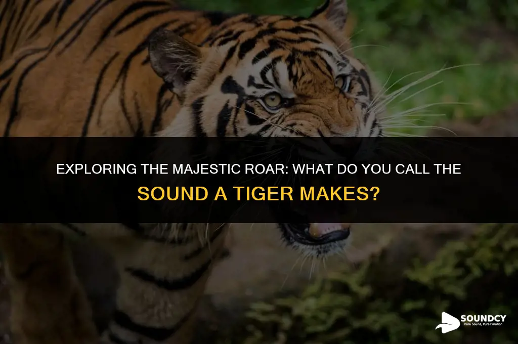 what do you call the sound a tiger makes