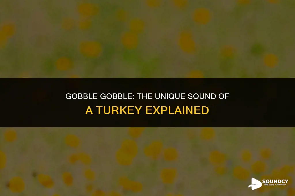 what do you call the sound a turkey makes
