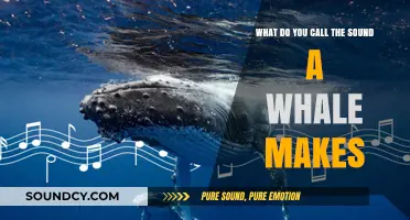 Echoes of the Deep: The Majestic Songs of Whales