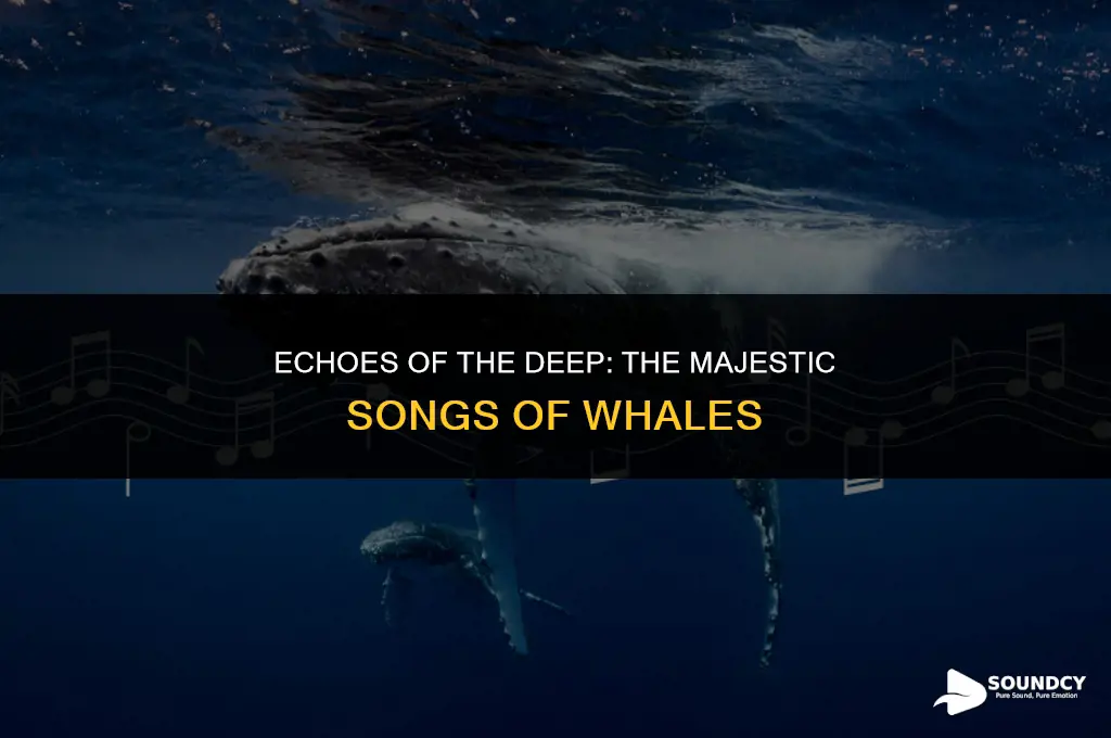 what do you call the sound a whale makes