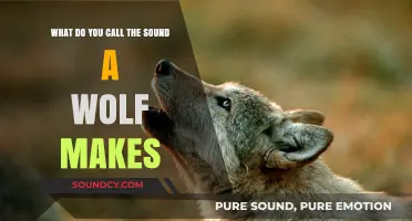 Exploring the Wild: Understanding the Varied Vocalizations of Wolves