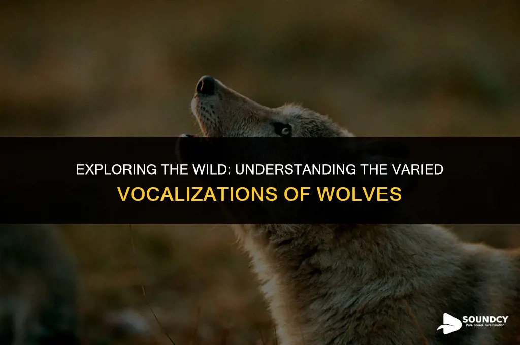 what do you call the sound a wolf makes