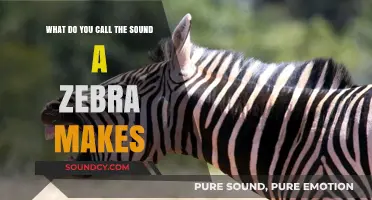 Decoding Zebra Sounds: A Guide to Their Unique Vocalizations