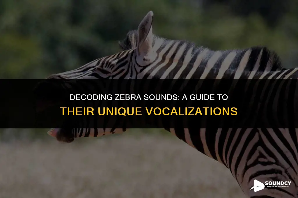 what do you call the sound a zebra makes