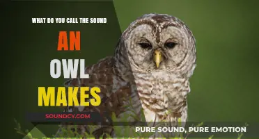 The Enigmatic Hoot: Unraveling the Mysteries of Owl Vocalizations