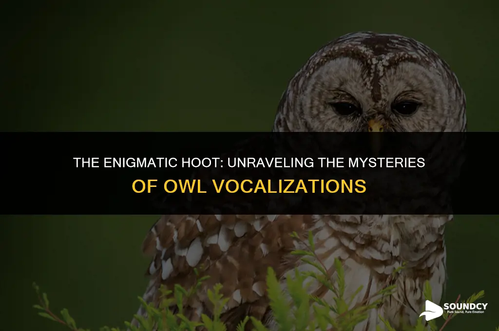 what do you call the sound an owl makes