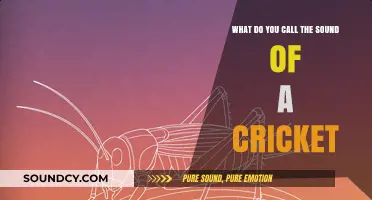 The Melodic Chirp: Unraveling the Cricket's Sonic Mystery