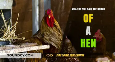 Cluck Chronicles: Unraveling the Mysteries of Hen Sounds