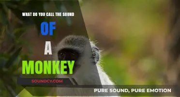 Exploring Primate Acoustics: What Do You Call a Monkey's Sound?