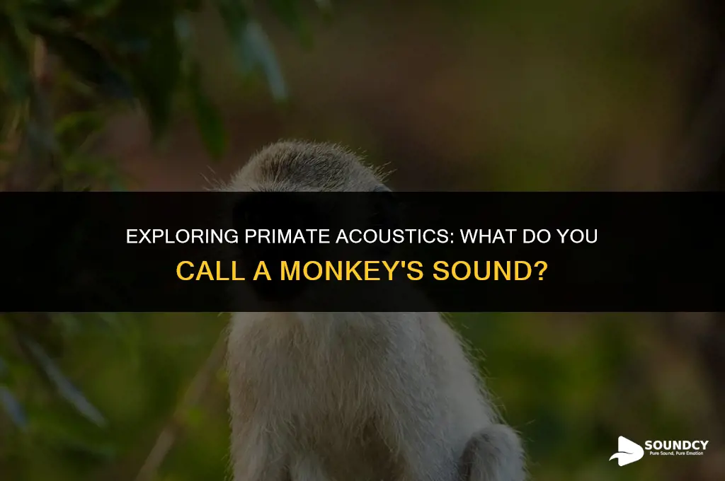 what do you call the sound of a monkey